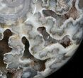 Polished Shloenbacchia Ammonite with Calcite Crystal #35307-1